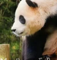 Film Online My Dearest Fu Bao (2024) Sub Indo